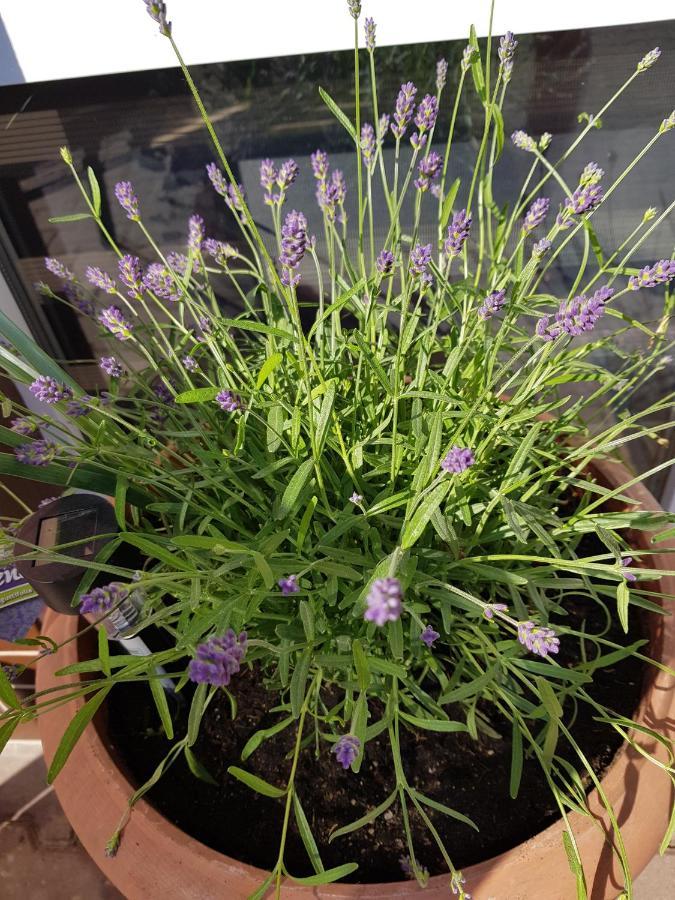 Apartament Lavender 耶莱尼亚古拉 外观 照片